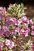 Weigela florida 'Magical Rainbow'®