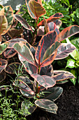 Ficus elastica 'Belize