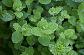 Mentha cordifolia