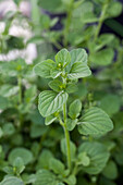 Calamintha nepeta (Greek mountain mint)