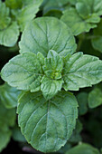 Calamintha menthifolia (Forest Mountain Mint)