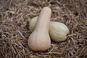 Cucurbita moschata 'Early Butter Nut F1'