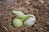 Cucurbita lagenaria 'Midi Bottle'