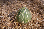 Cucurbita maxima 'Pkoenix' F1