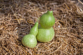 Cucurbita lagenaria 'Jeanny'