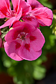 Pelargonium zonale Summerpearls® 'Rose'