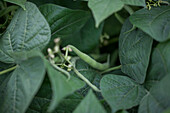 Phaseolus vulgaris var. nanus 'Vesuvio'