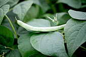 Phaseolus vulgaris var. nanus 'Nassau'