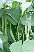 Phaseolus vulgaris var. nanus 'Daisy'