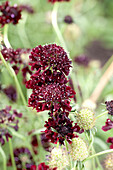 Scabiosa 'Blackberry Scoop' (German)