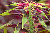 Amaranthus tricolor 'Perfecta'
