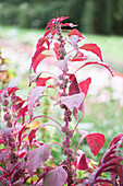 Amaranthus