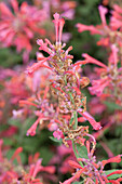 Agastache 'Kudos Ambrosia'