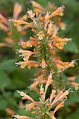 Agastache 'Kudos Gold'