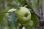 Malus domestica 'Otava'(s)