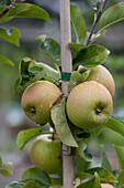 Apple Delbard Jubile (delgollune)