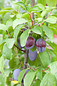 Prunus domestica subsp. domestica 'Basler Hauszwetschge' (Basler house plum)