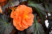 Begonia x tuberhybrida 'Non-Stop® Mocca Deep Orange'