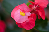 Begonia x benariensis 'BIG'® Rose Green Leaf'