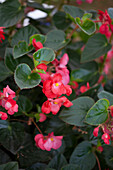 Begonia x benariensis F 'BIG Rose Green Leaf'