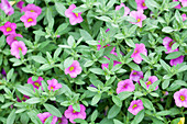 Calibrachoa Kabloom Deep Pink