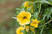 Calibrachoa 'Kabloom Yellow' Yellow