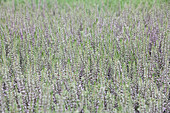 Calluna vulgaris