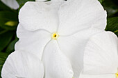 Catharanthus roseus 'Nirwana White'
