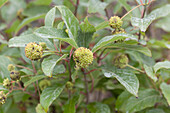 Cephalanthus occidentalis