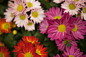 Chrysanthemums 'Pemba