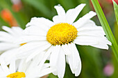 Leucanthemum x superbum 'Broadway Lights'®