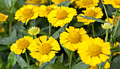 Helenium autumnale 'Mariachi Sombrero'