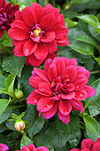 Dahlia LaBella® Grande Purple