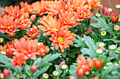 Chrysanthemum x grandiflorum 'Mount'
