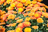 Chrysanthemum multiflora
