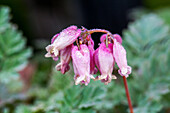 Dicentra formosa 'Luxuiant'