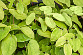 Epimedium x rubrum