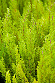 Erica arborea