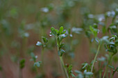 Garden cress