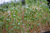 Garden cress