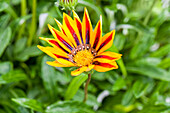 Gazania Tibal SunBathers