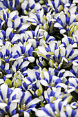 Gentiana scabra Royal Stripe