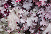 Heuchera 'Dark Mystery'