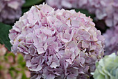 Hydrangea macrophylla