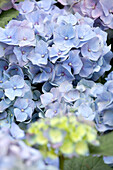 Hydrangea macrophylla, blue