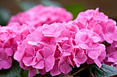 Hydrangea macrophylla, pink