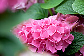 Hydrangea macrophylla, rosa