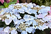 Hydrangea macrophylla, blue plate flowers