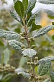 Ilex mutchagara 'Nellie R. Stevens'