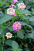 Lantana camara